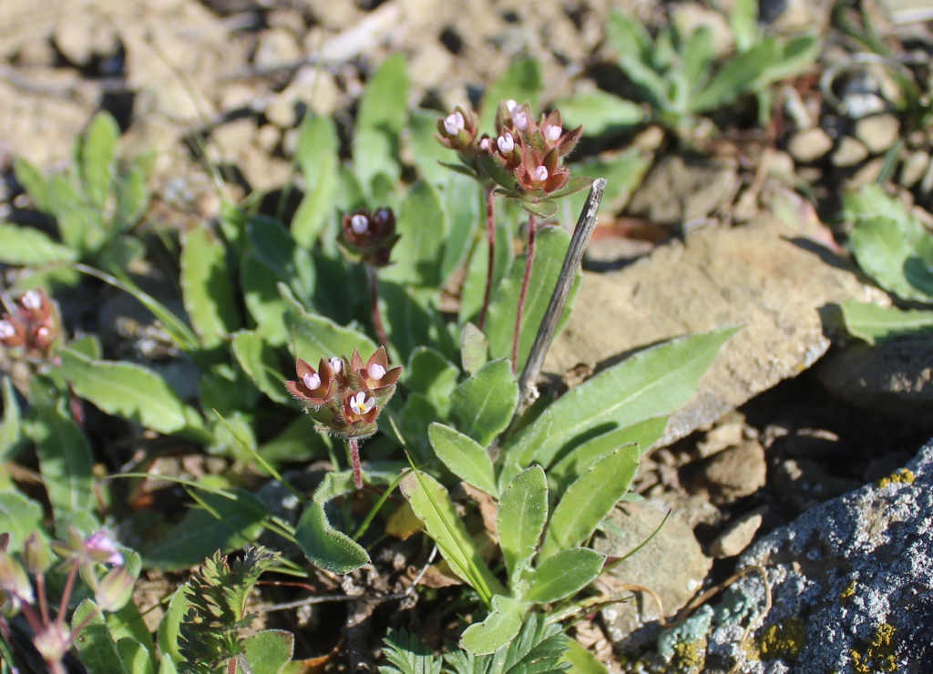 Image of Androsace maxima specimen.