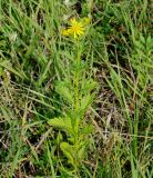 Senecio jacobaea