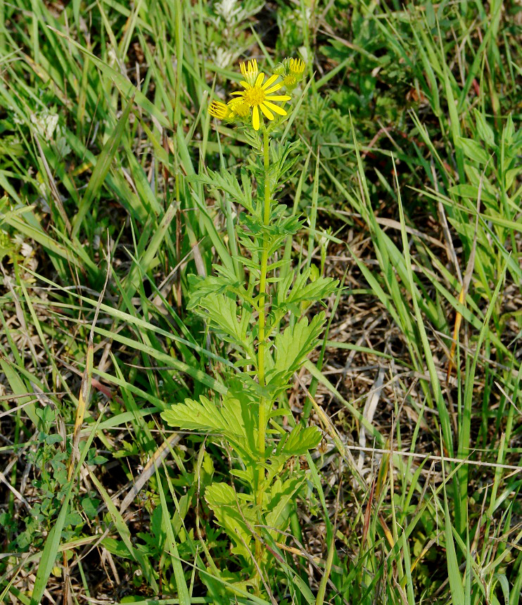 Image of Senecio jacobaea specimen.