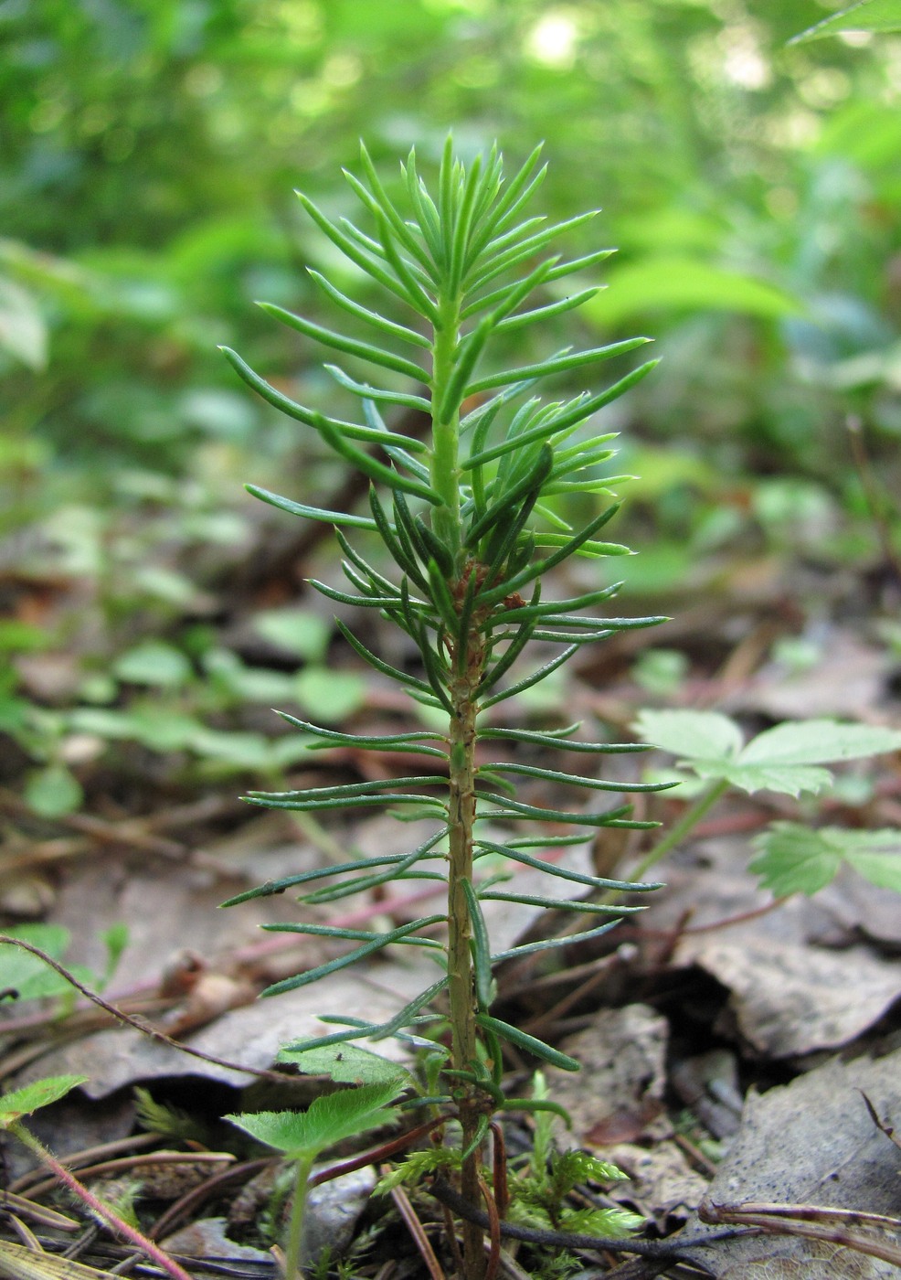 Изображение особи Picea obovata.