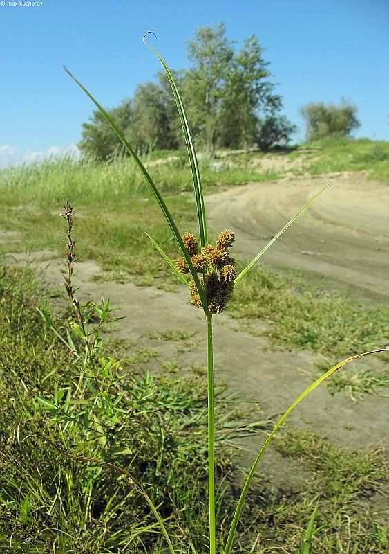 Image of Cyperus glomeratus specimen.