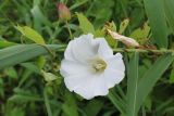 Calystegia sepium