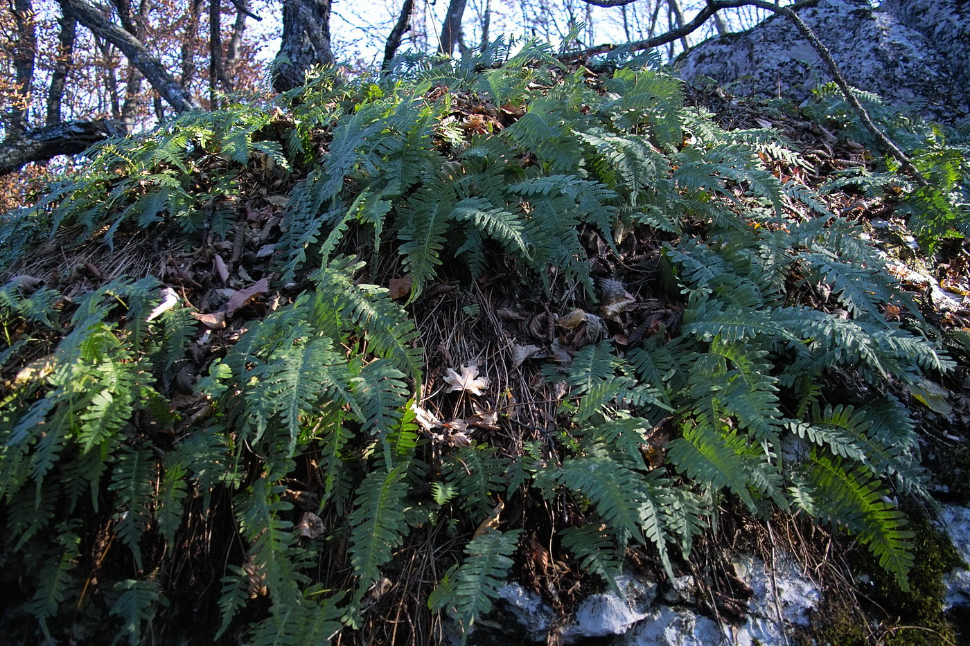 Изображение особи род Polypodium.