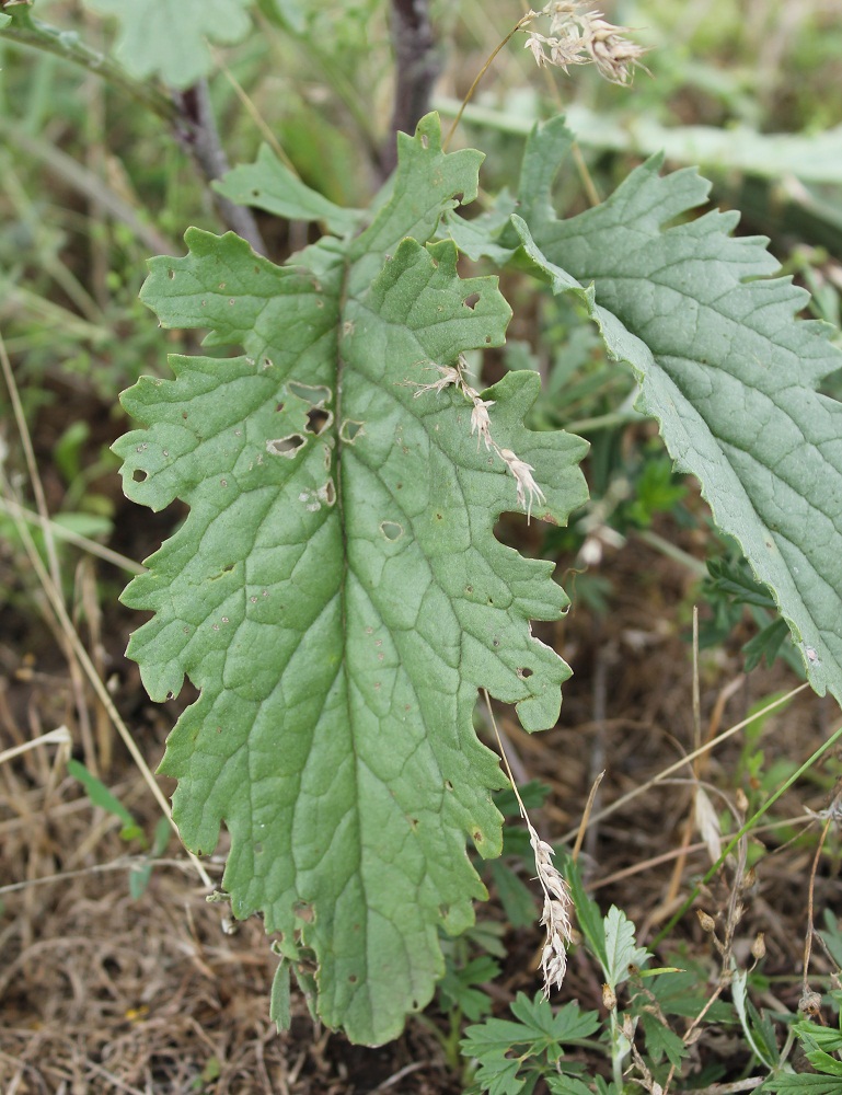 Image of genus Senecio specimen.