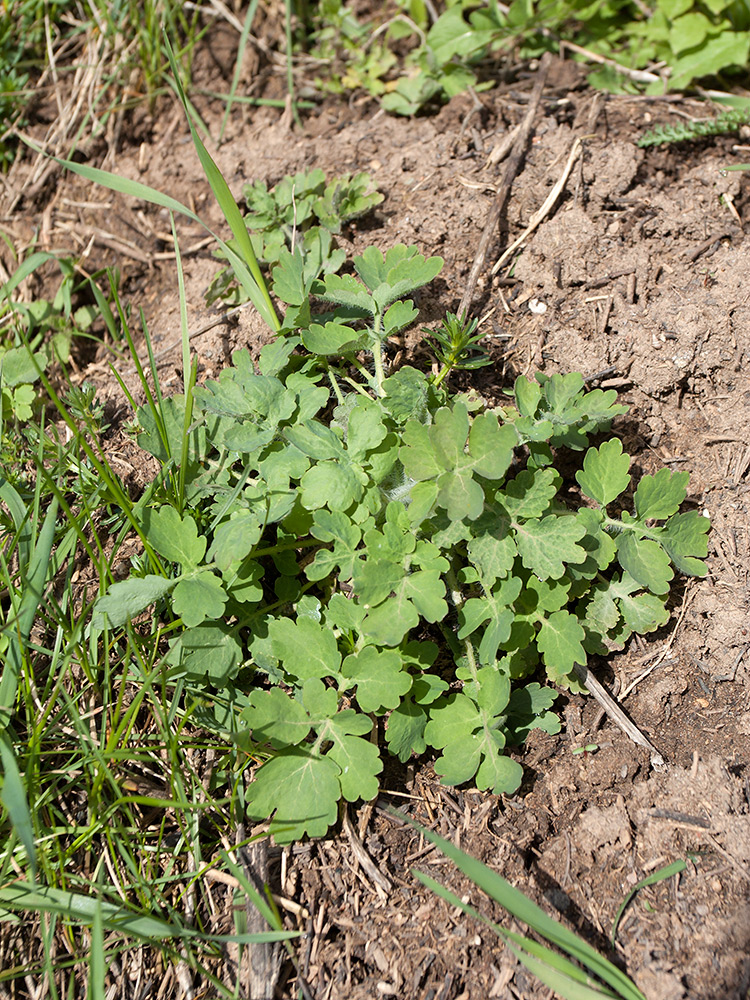 Изображение особи Chelidonium majus.