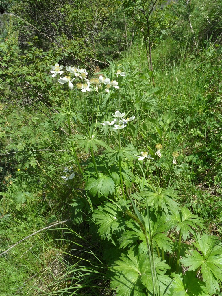 Image of Anemonastrum fasciculatum specimen.