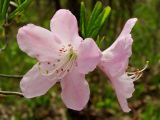 Rhododendron schlippenbachii. Цветки. Приморье, Хасанский р-н, п-в Гамова, лес. 09.05.2016.