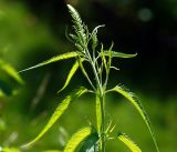 Veronica longifolia. Верхушка молодого растения с листьями и формирующимися соцветиями. Московская обл., Раменский р-н, окр. дер. Хрипань, садовый участок. 19.06.2016.