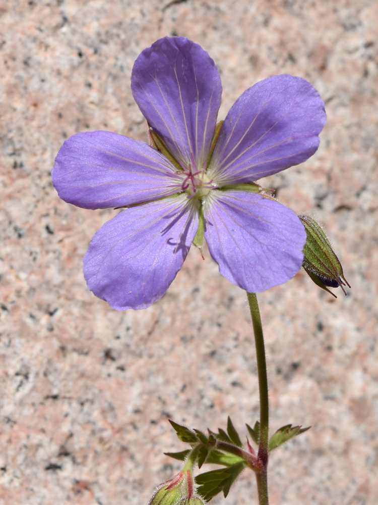 Изображение особи Geranium ferganense.