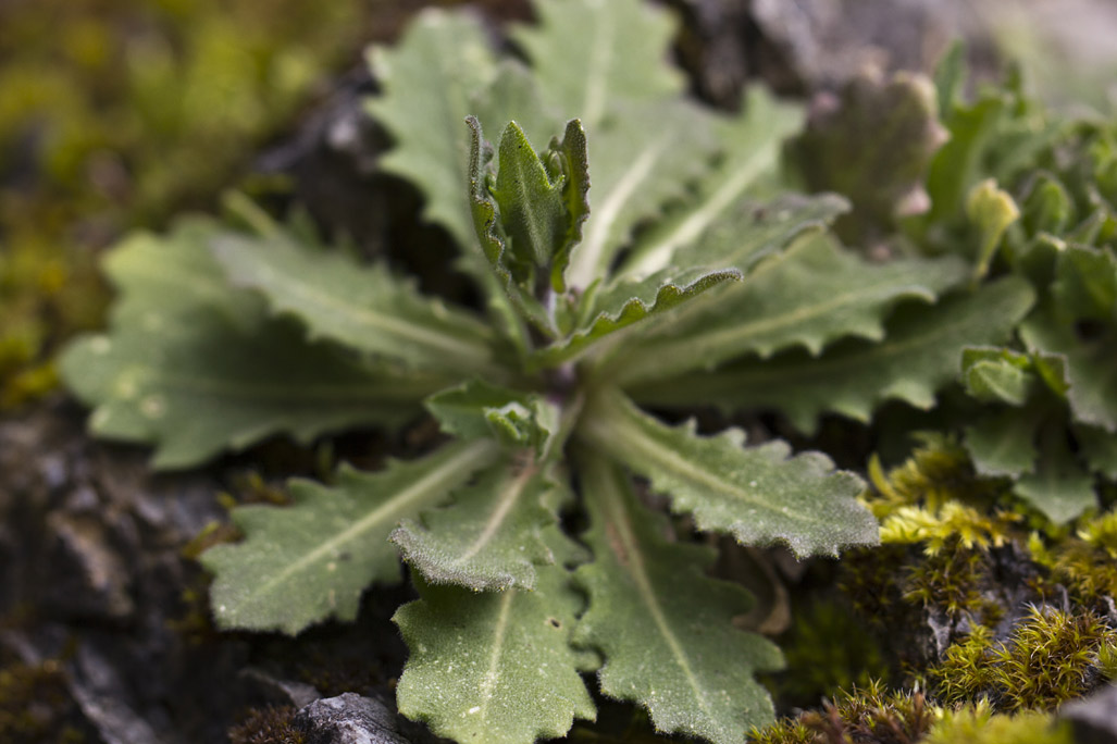 Image of genus Arabis specimen.