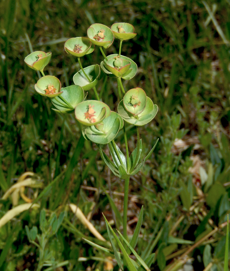 Изображение особи Euphorbia sareptana.
