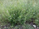 Astragalus sulcatus. Цветущее растение. Хакасия, с. Аршаново, обочина дороги на дамбе у поймы. 21.07.2016.