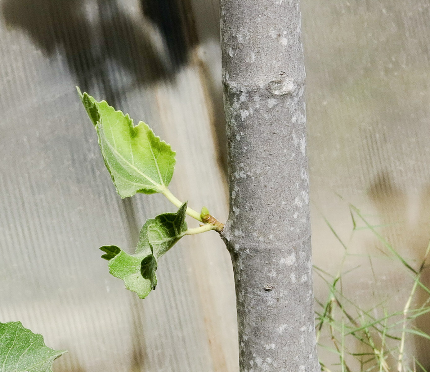 Image of Ficus palmata specimen.