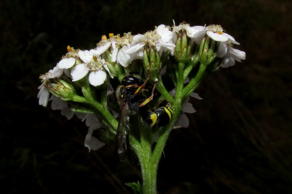 Image of Achillea schmakovii specimen.