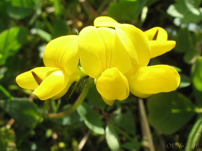 Изображение особи Lotus corniculatus.