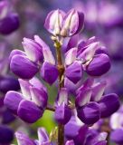 Lupinus × regalis. Верхушка соцветия. Московская обл., г. Дубна, ул. Большеволжская, опушка лесопарка. 17.06.2015.