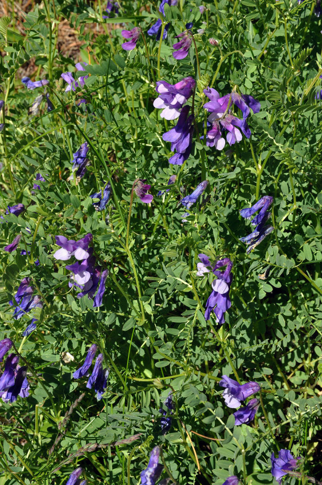 Image of Vicia sosnowskyi specimen.