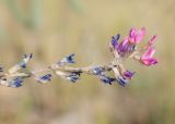 Oxytropis floribunda