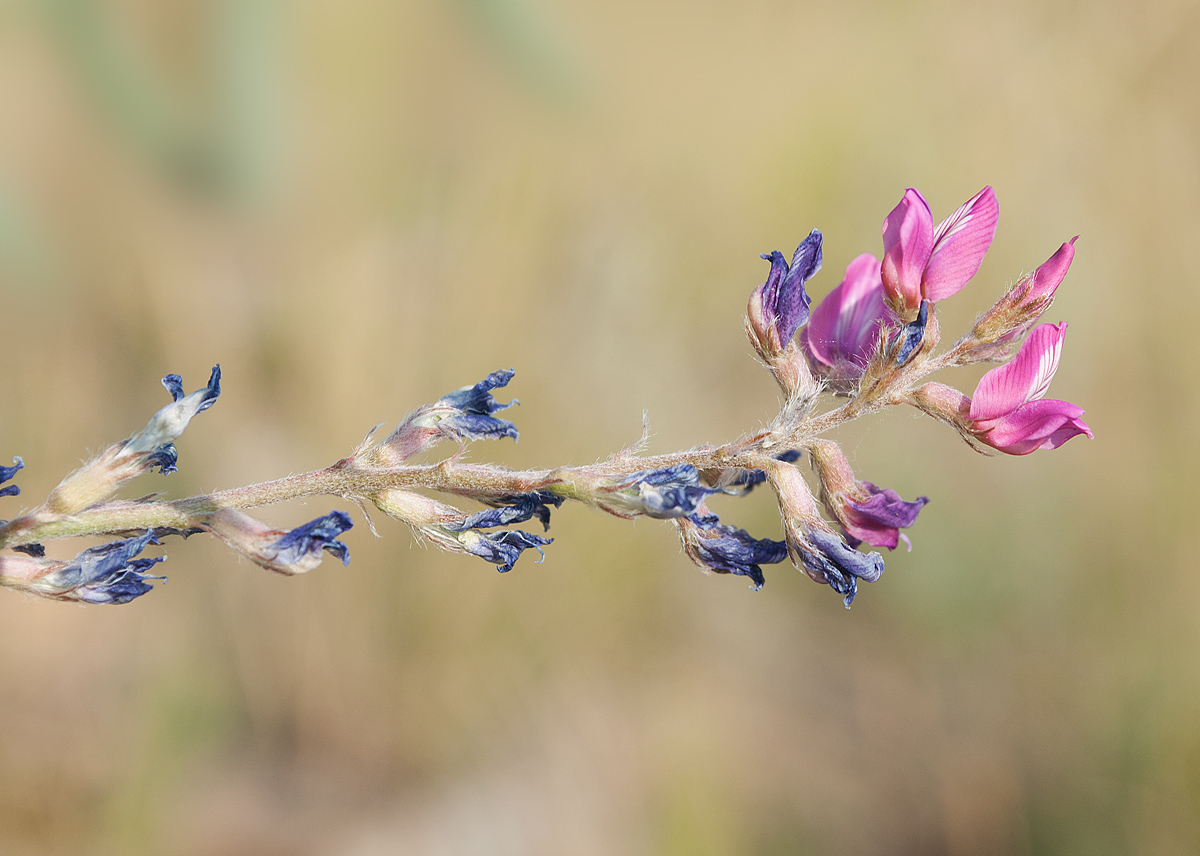 Изображение особи Oxytropis floribunda.