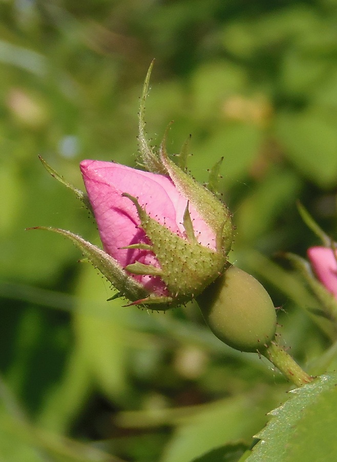 Image of genus Rosa specimen.