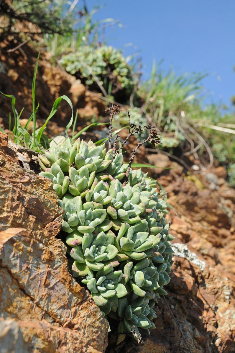 Image of Dudleya farinosa specimen.