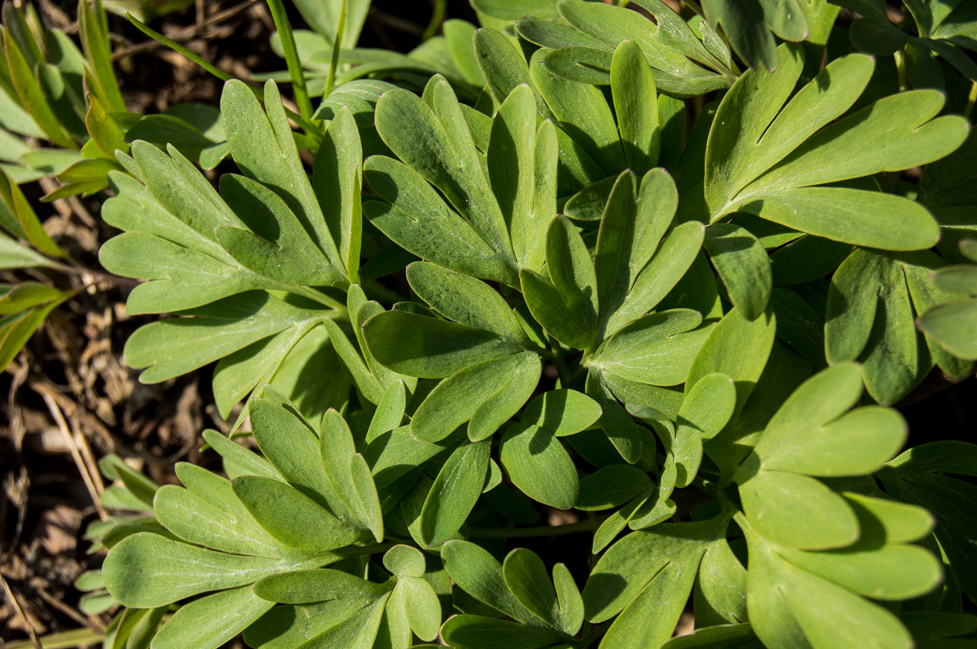 Image of Corydalis solida specimen.