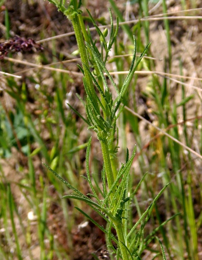 Image of Crupina vulgaris specimen.