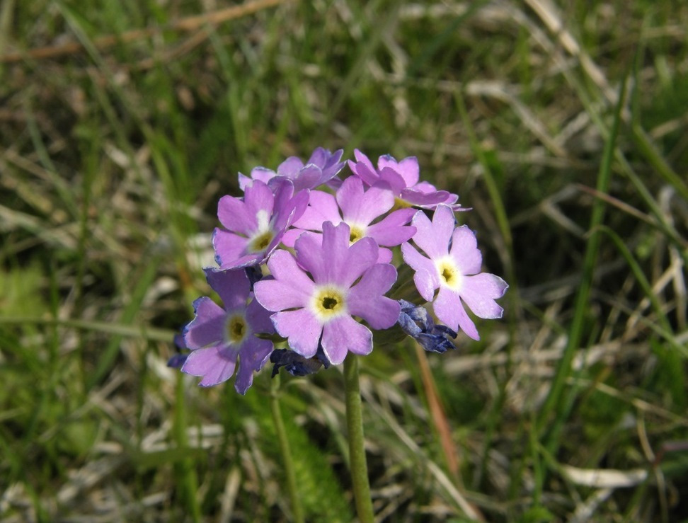 Image of Primula farinosa specimen.