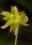 Смотреть изображение Stellaria holostea