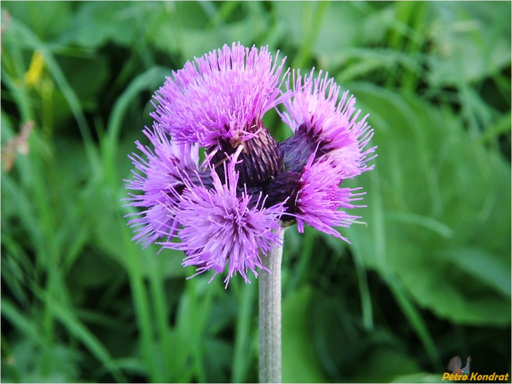 Image of Cirsium rivulare specimen.