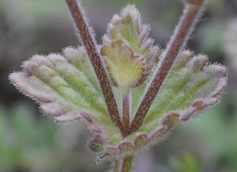 Image of Veronica chamaedryoides specimen.