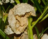 Gomphocarpus physocarpus. Вскрывшийся плод. Израиль, впадина Мёртвого моря, киббуц Эйн-Геди. 26.04.2017.