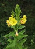 View full-size image Oenothera biennis