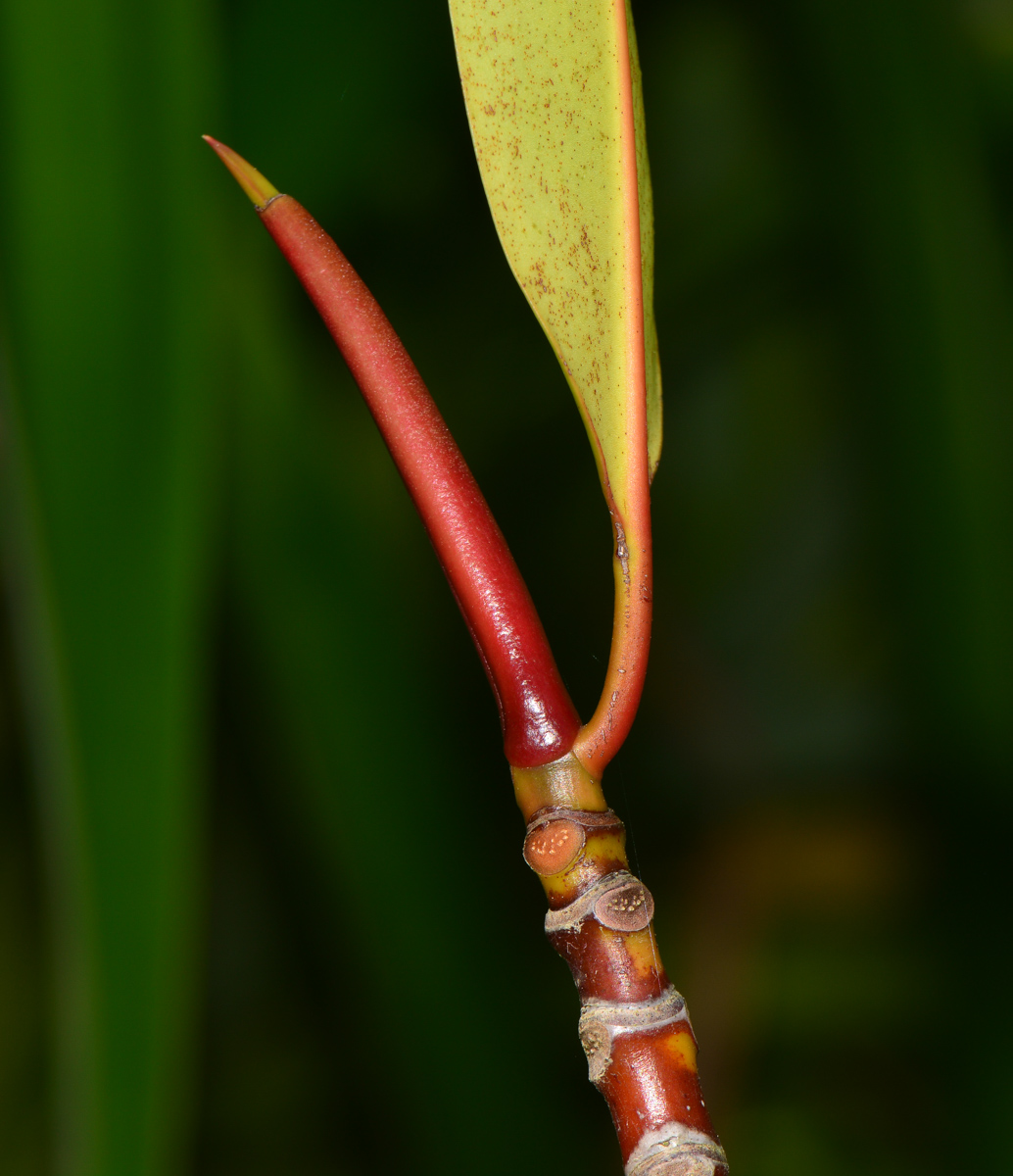 Изображение особи Rhizophora apiculata.