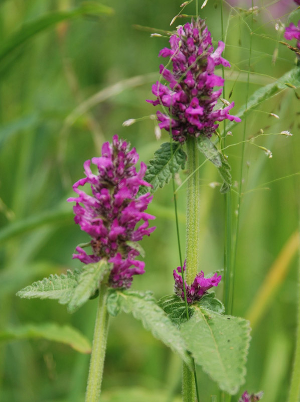 Image of Betonica officinalis specimen.