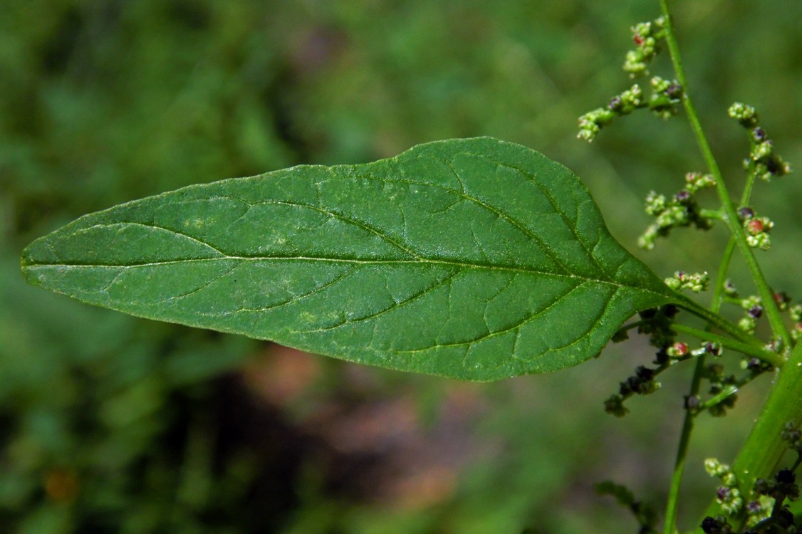 Image of Lipandra polysperma specimen.