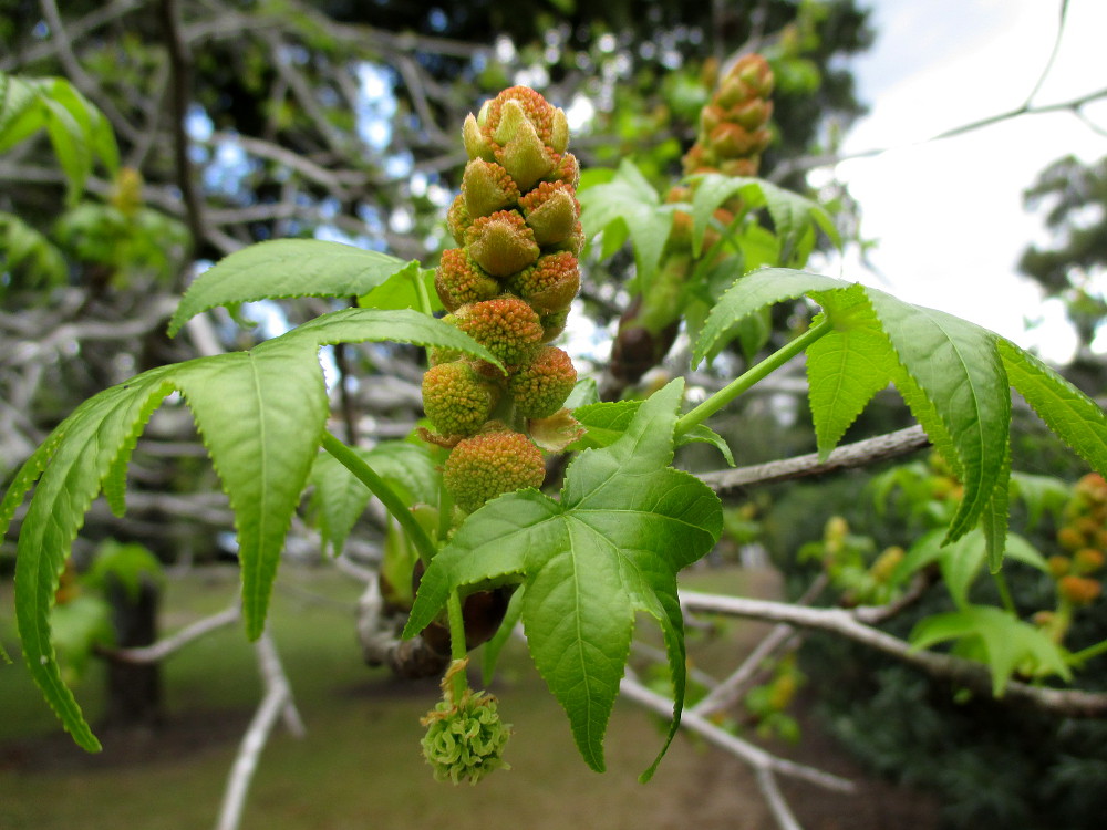 Image of Liquidambar styraciflua specimen.