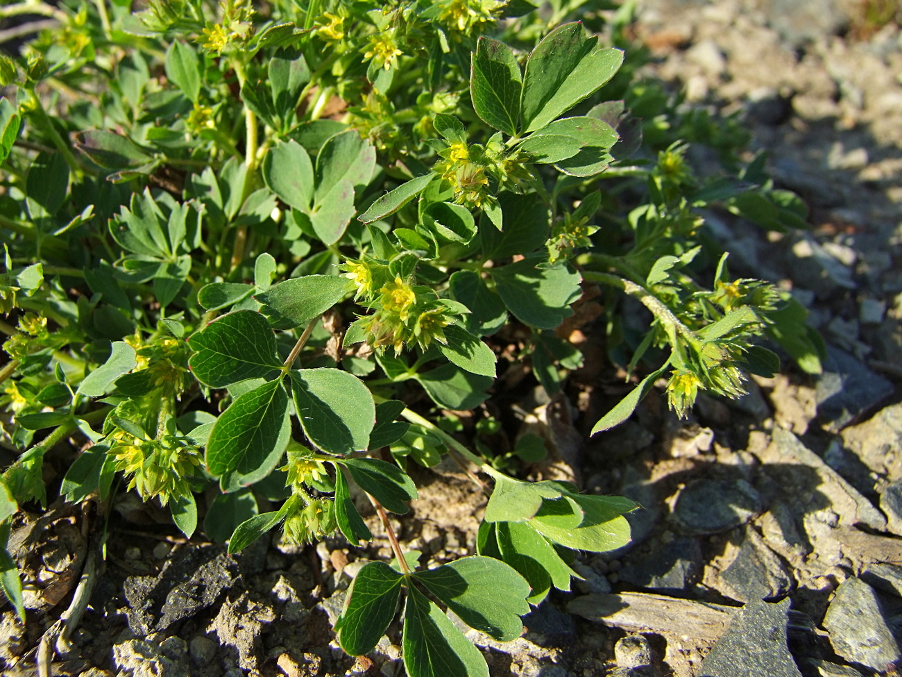 Image of Sibbaldia procumbens specimen.