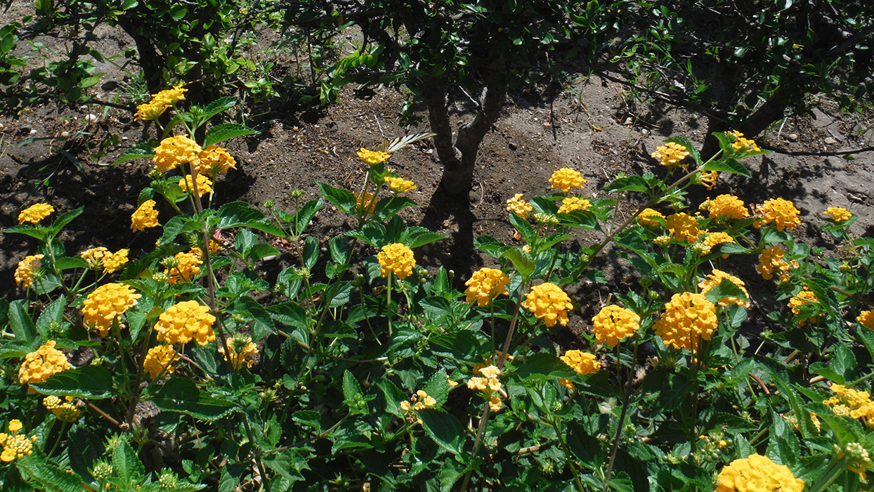 Изображение особи Lantana camara.