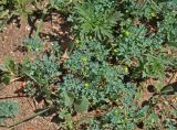 Leptopyrum fumarioides. Цветущие и плодоносящие растения. Монголия, Улан-Батор, пустырь. 31.05.2017.