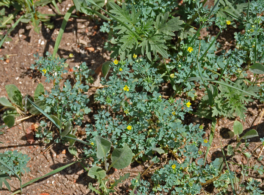 Image of Leptopyrum fumarioides specimen.