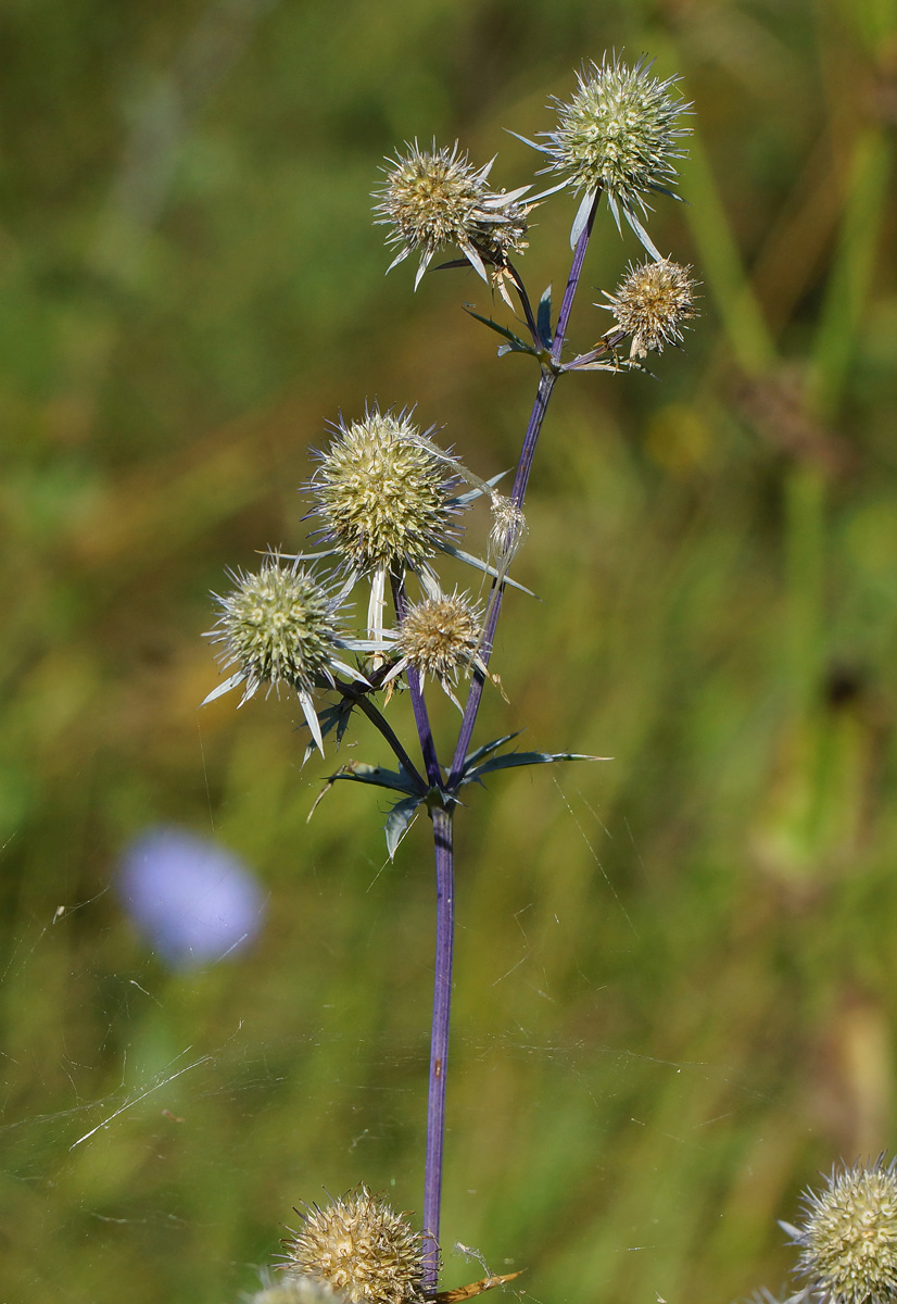 Изображение особи Eryngium planum.