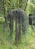 Cedrus atlantica. Взрослое дерево (культивар 'Glauca Pendula'). Грузия, Аджария, с. Мцване-Концхи, Батумский бот. сад, в культуре. 09.05.2017.