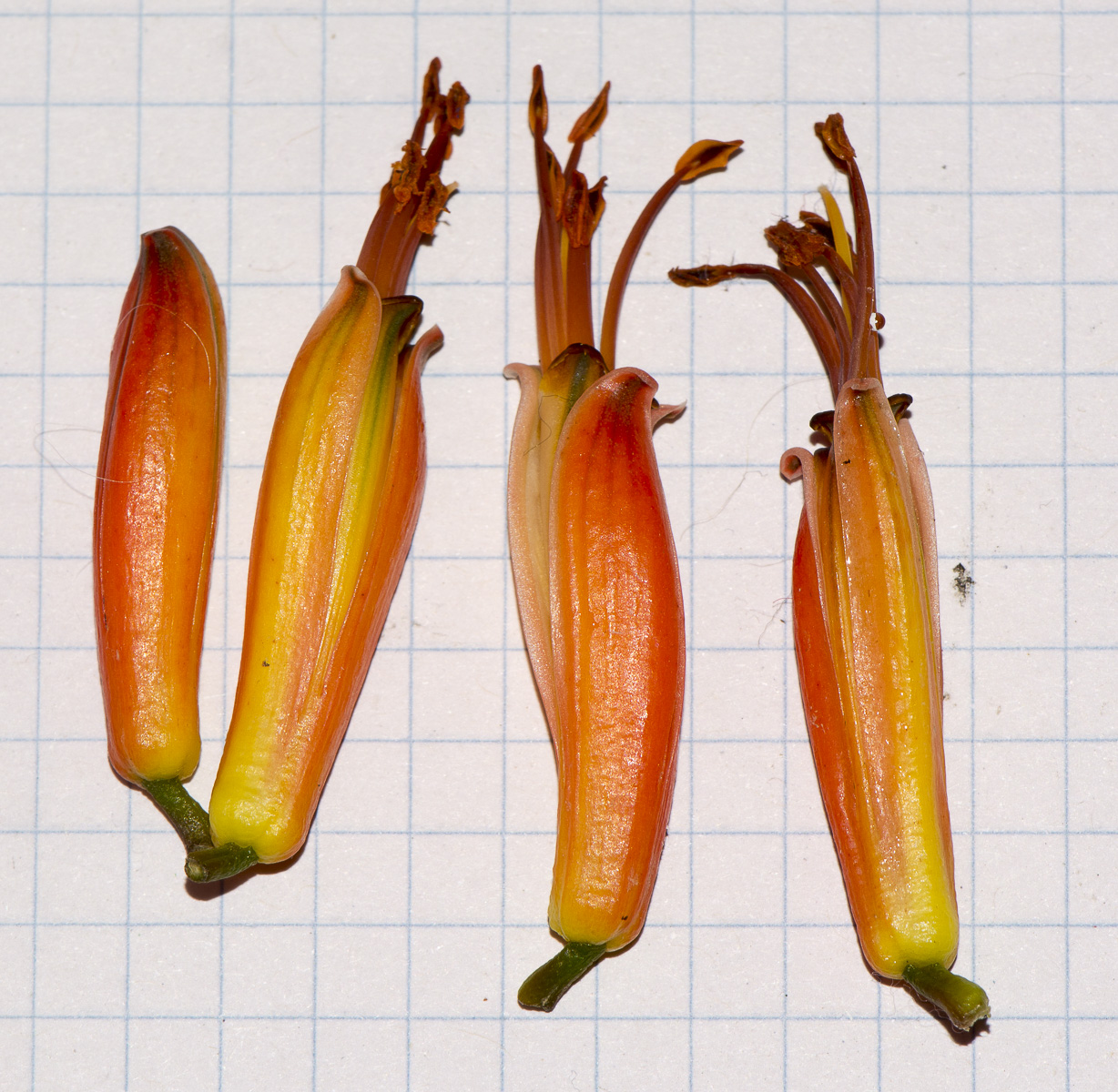 Image of Aloe marlothii specimen.