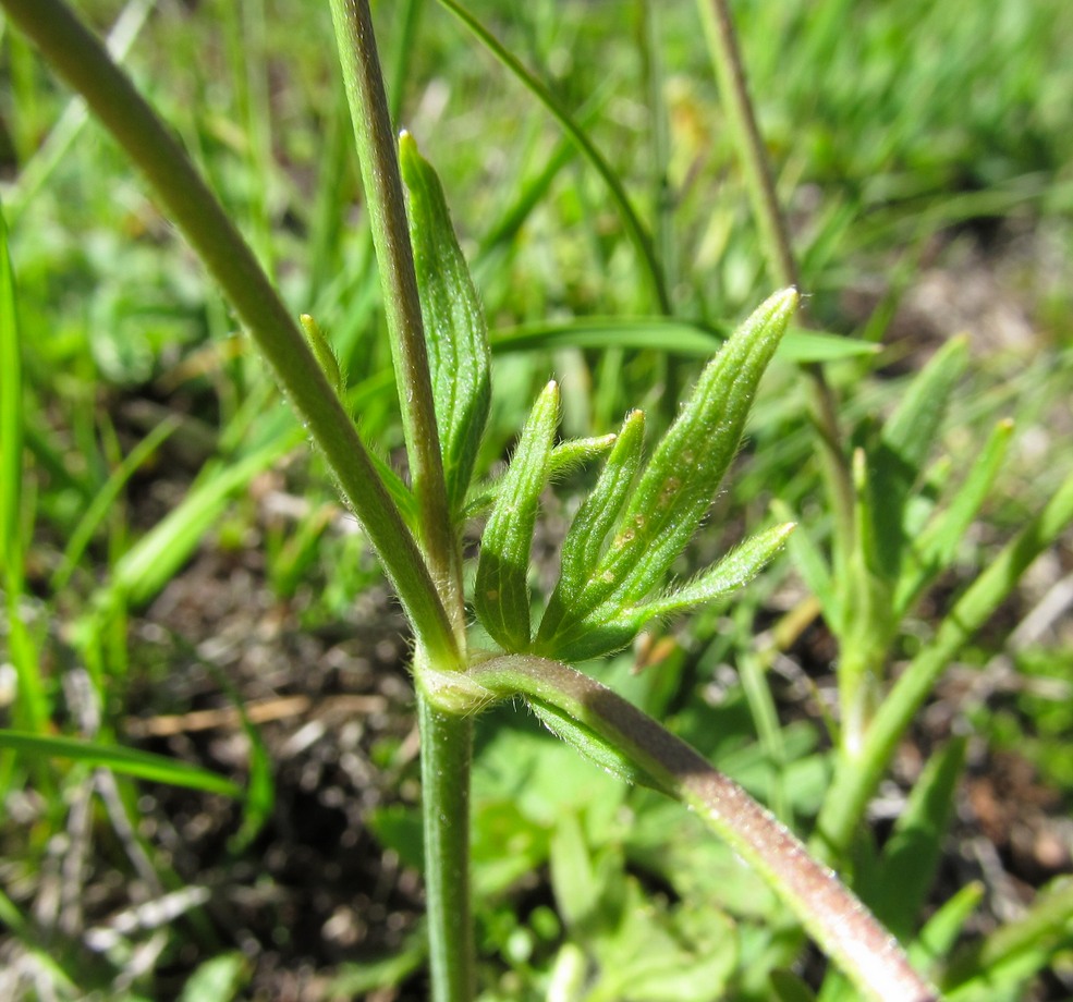 Изображение особи Ranunculus balkharicus.