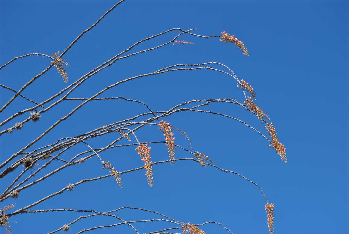 Image of Fouquieria splendens specimen.