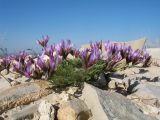 Astragalus falcigerus. Цветущее растение. Южный Казахстан, западные отроги Киргизского хр., горы Ботамойнак в окр. г. Тараз, ≈ 900 м н.у.м., пригребневой каменистый склон юго-зап. экспозиции. 21 апреля 2018 г.