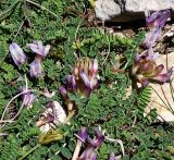 Astragalus buschiorum. Цветущее растение. Северная Осетия, Алагирское ущелье, окр. пос. Ниж. Унал, 950 м н.у.м. 07.05.2010.