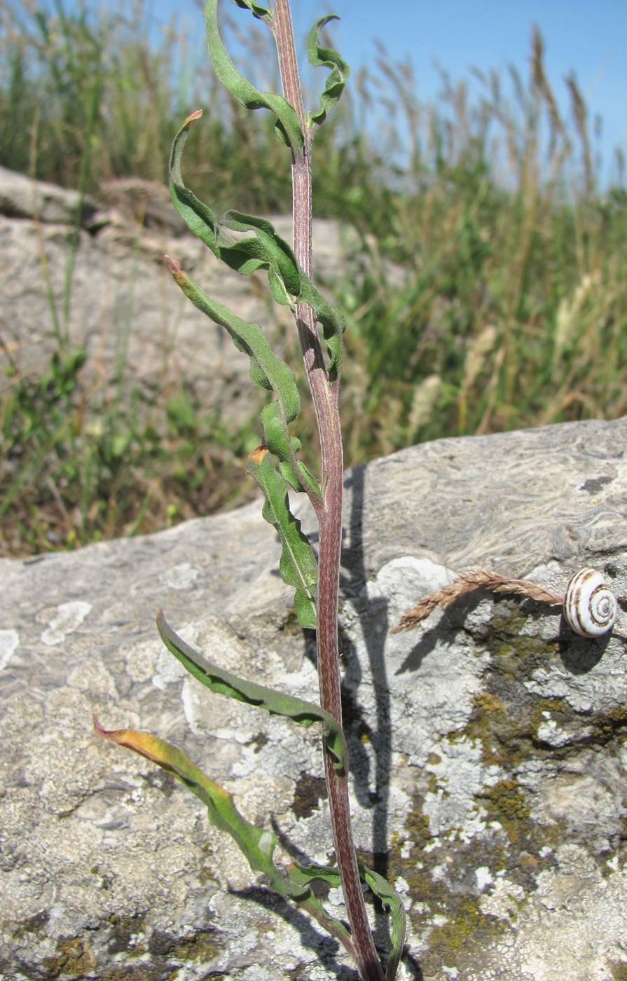 Изображение особи Erysimum collinum.