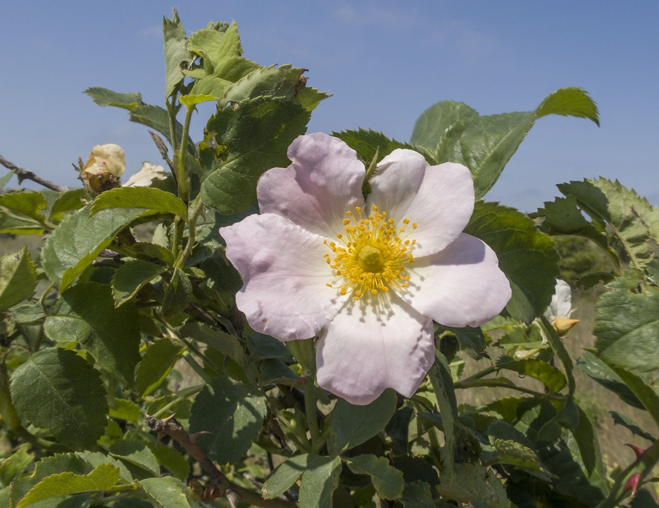 Image of Rosa corymbifera specimen.